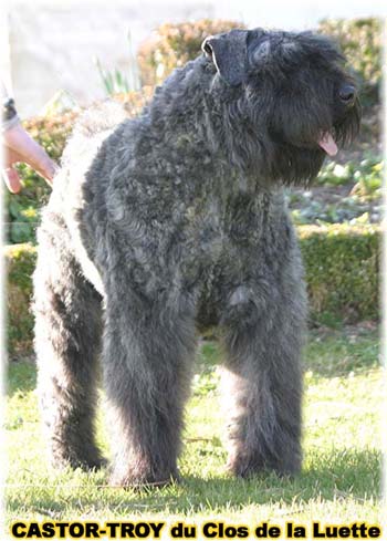 bouvier des flandres du clos de la luette - copyright déposé